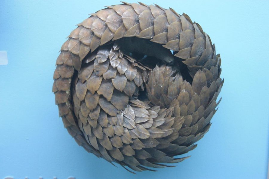 Pangolins are scaled mammals commonly found in Asia.