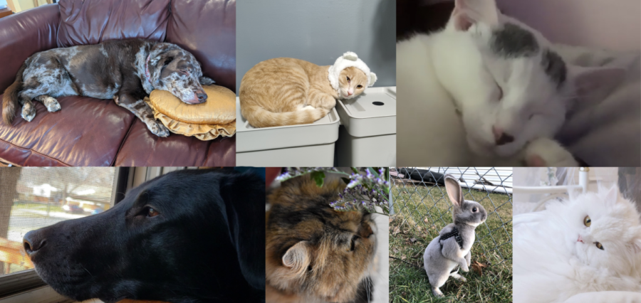 Pets like Zena, Yasamine, Senan, Toblerone, Cyhprien, Apollo and Pablo are the prized possessions of some of the staff members of the newspaper. Follow along to get a quick rundown of some of the animals.