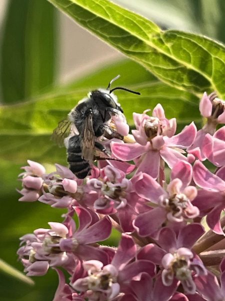Bees are one of the most well-known and vital pollinators, but there are many more that some simple tweaks in landscaping and lawn care can attract.